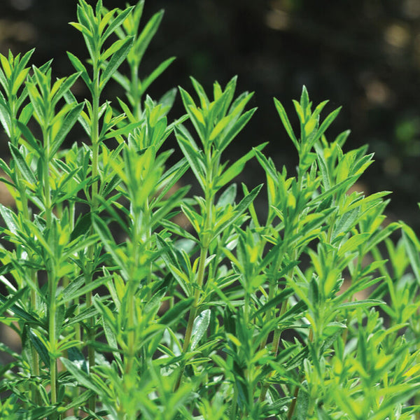 Winter Savory Herb Seed