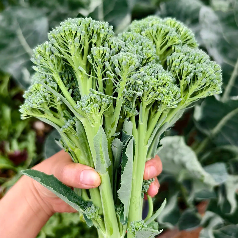 Heirloom Broccolini Seeds