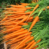 Tender Sweet Baby Carrot Seeds