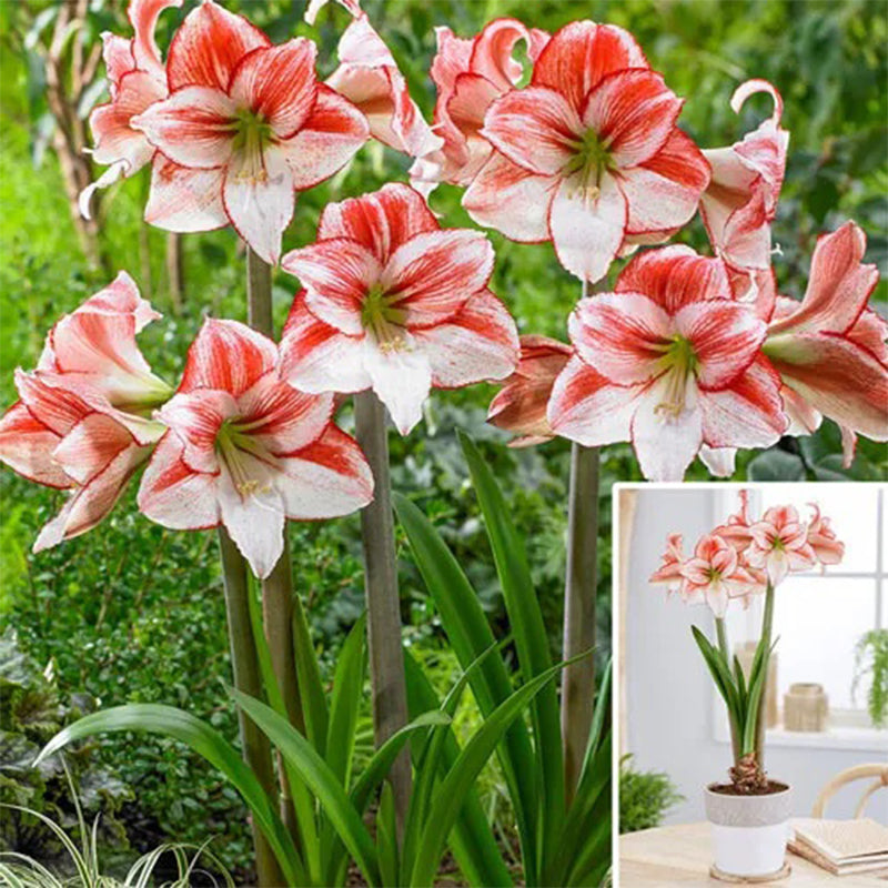 Danza de mesa Amaryllis