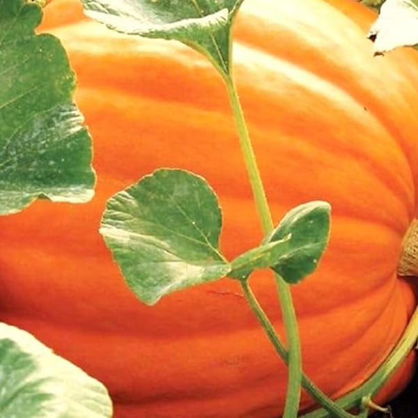 Big Max Pumpkin Seeds Fresh Garden Seeds