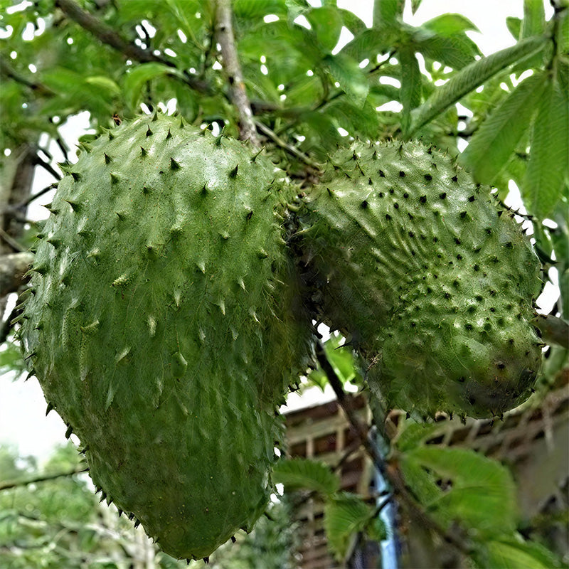 Semillas de guanábana gigante para plantar, Annona muricata, Graviola, Guyabano, Sirsak, un sabroso árbol frutal nativo tropical