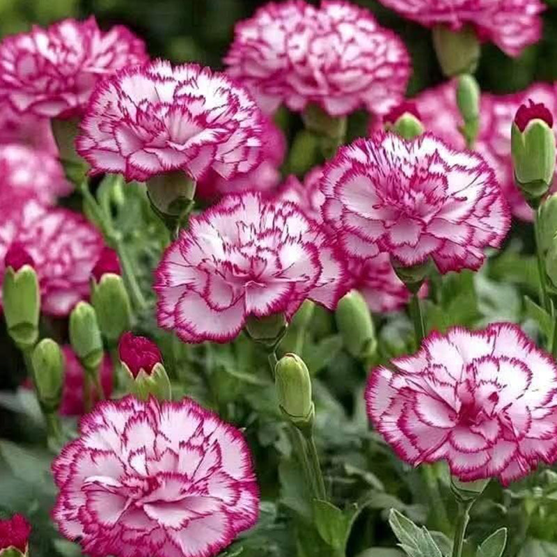 Pink White Picotee Carnation Seeds
