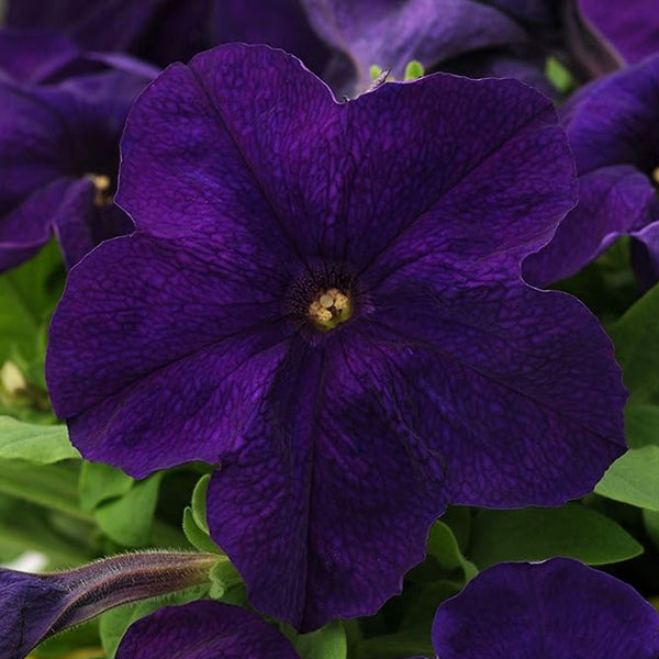 Semillas de flores anuales de petunia alderman para plantar