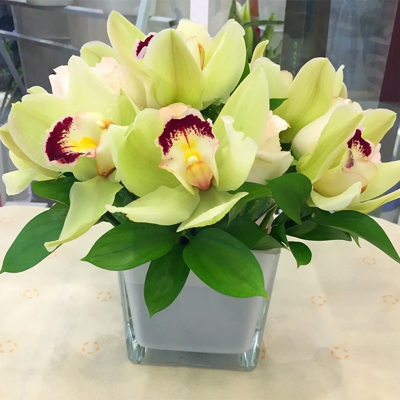 Cymbidium Orchid Seeds-Light Green