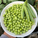 Crisp & Sweet Sugar Snap Pea Seeds