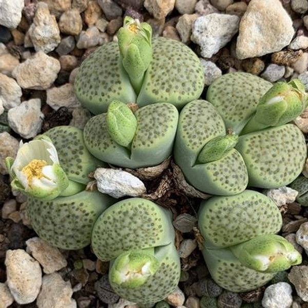 Semillas de Fulviceps y Lithops