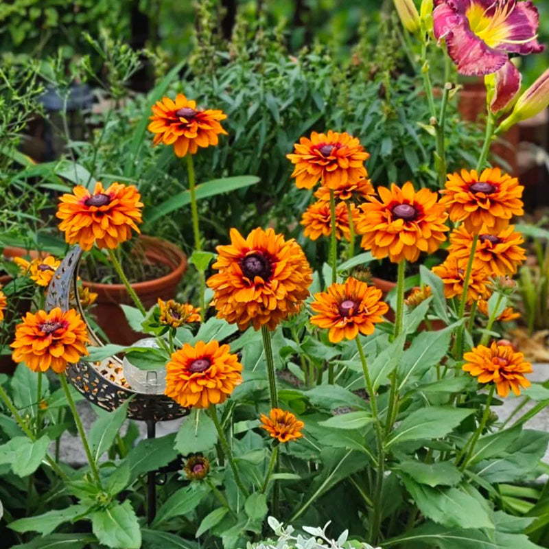 Double Gloriosa Black-Eyed Susan Seeds