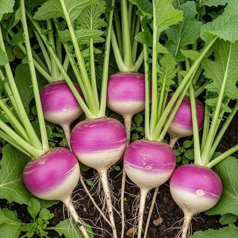 Quick-Glow Radish Seeds