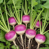 Quick-Glow Radish Seeds