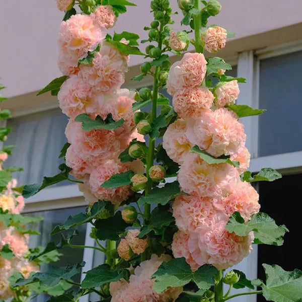 Alcea, Hollyhocks Peaches and Dreams