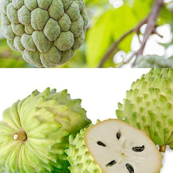 Semillas de árboles frutales de guanábana, graviola, annona muricata, fruta tropical fresca