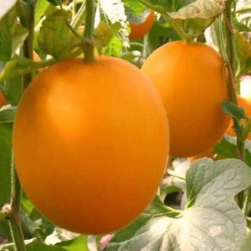Sweet Organic Red Melon Seeds Vegetable Fruit Seeds – Haiyiplants