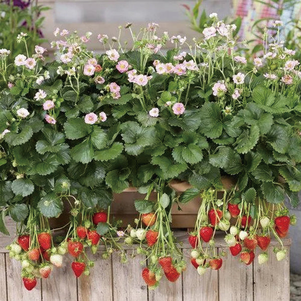 Berried Treasure Pink Strawberry