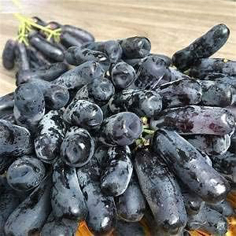Semillas de uva de dedo negro raras, semillas de fruta orgánicas tradicionales, crecimiento natural, plantas trepadoras de árboles de uva