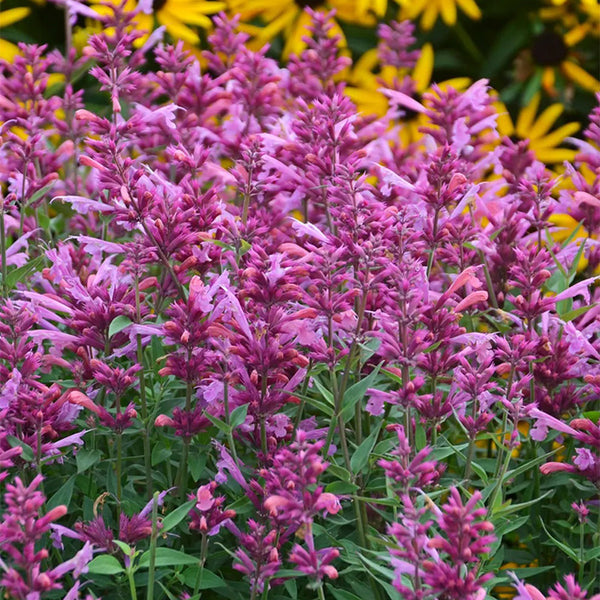 Agastache, Rosie Posie