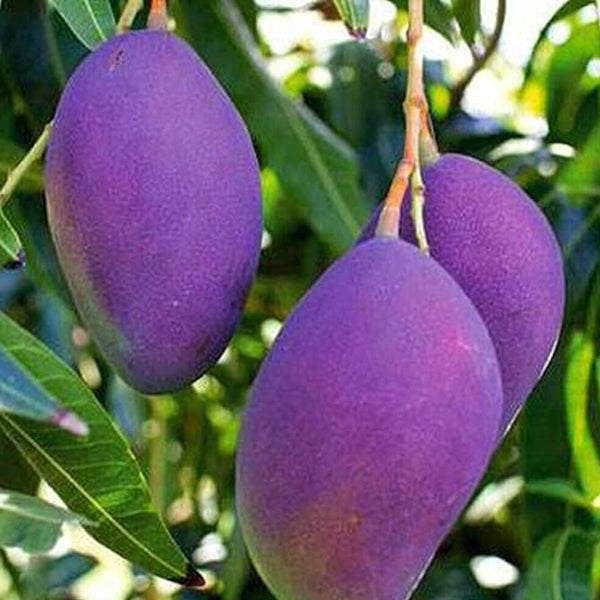 Violet Mango Fruit Seed Easy Grow Sweet Fruit Fresh Tropical Fruit Great