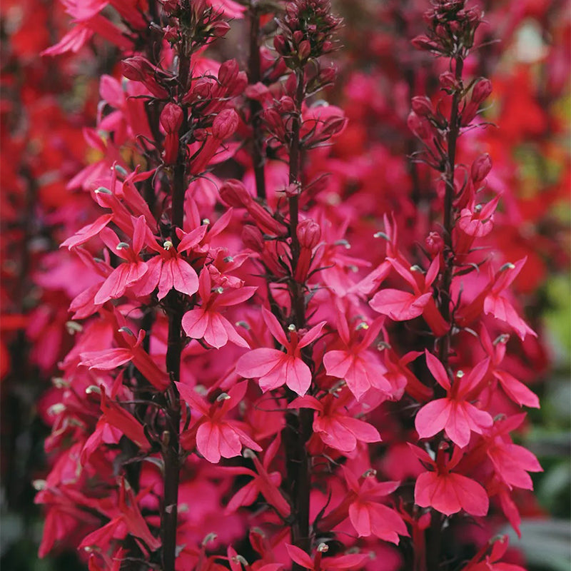 Lobelia speciosa, Starship Deep Rose