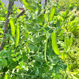 Bumper Crop Snow Pea Seeds