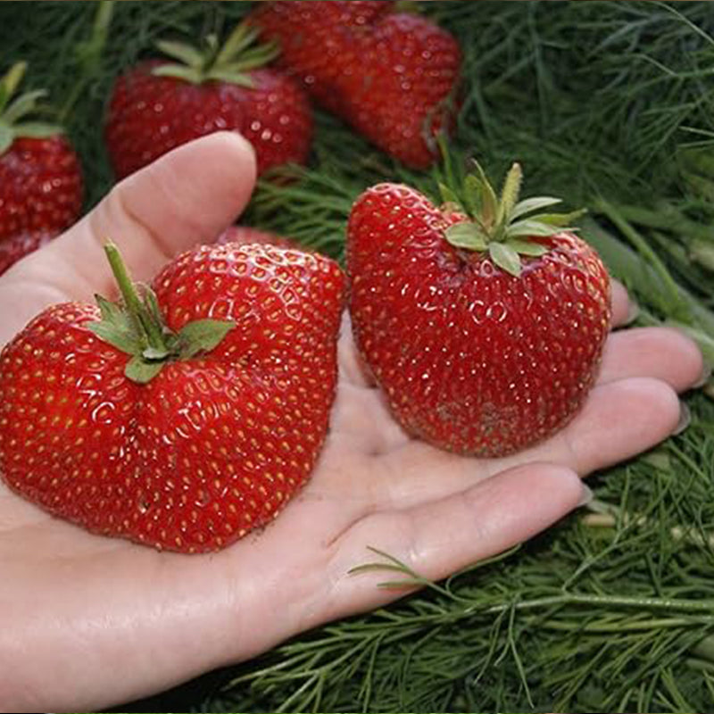 Giant Strawberry Fresca Everbearing Berries Indoor Non GMO Fruit Seeds