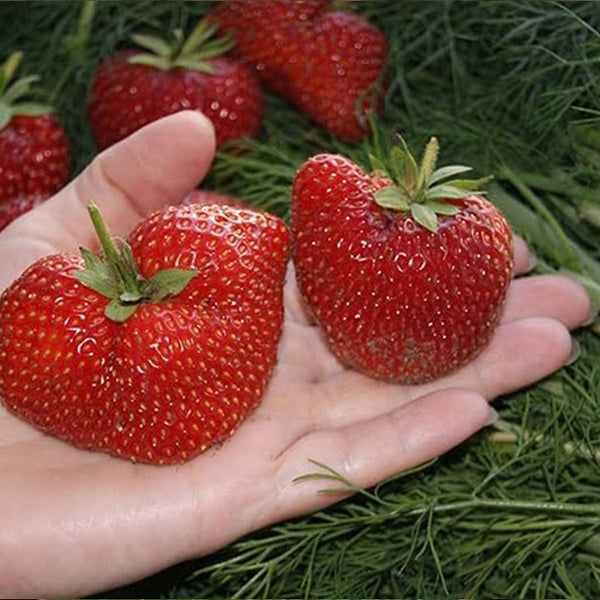 Semillas de frutas de interior no transgénicas de fresas gigantes de frutos perennes