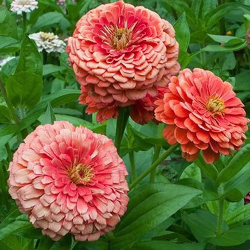 Giant Salmon Rose Zinnias Seeds
