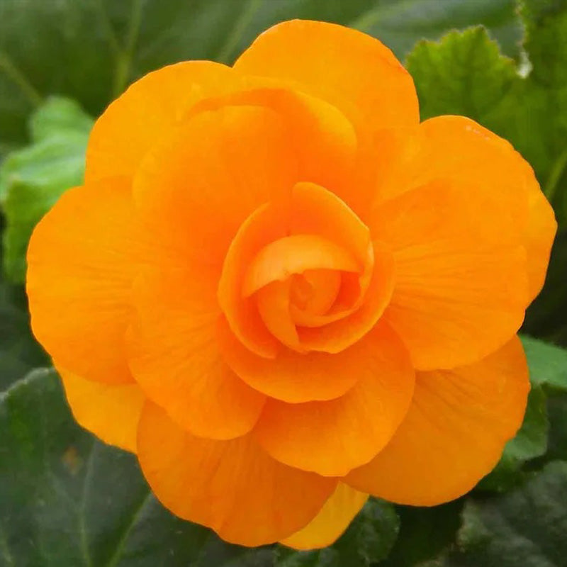 BEGONIA SEEDS (ROSEFORM) - APRICOT Seeds