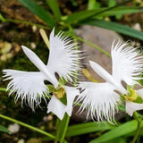 Habenaria radiata Seeds