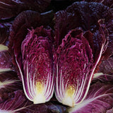Heirloom Red Napa Cabbage Seeds