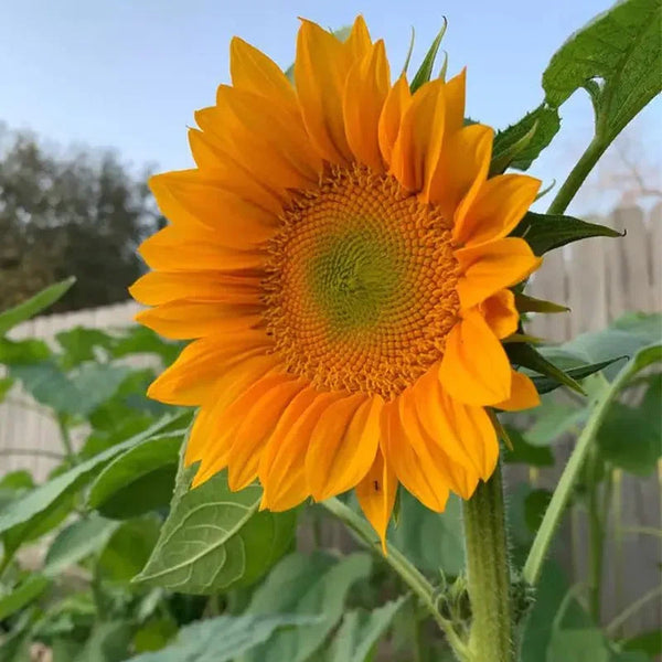 Gold Lite Sunflower Seeds