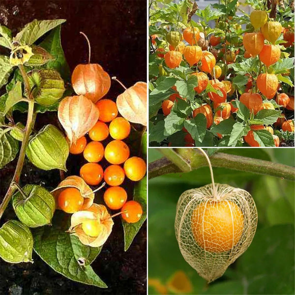 Physalis Peruviana Fruit-Lantern Fruit Seeds