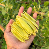 Sunshine Golden Snow Pea Seeds