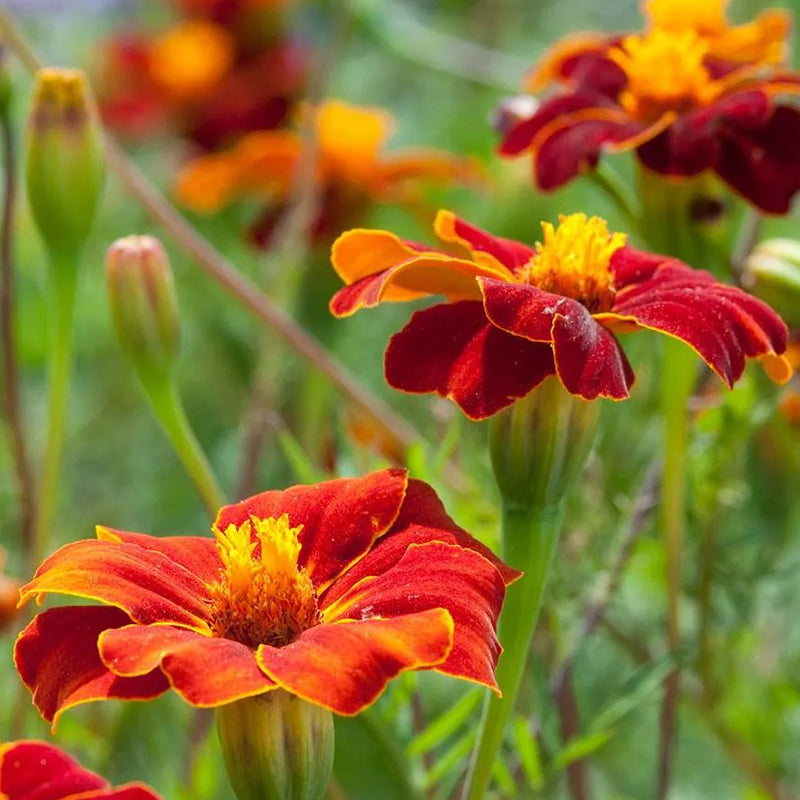 Linnaeus Burning Embers Marigold Seeds