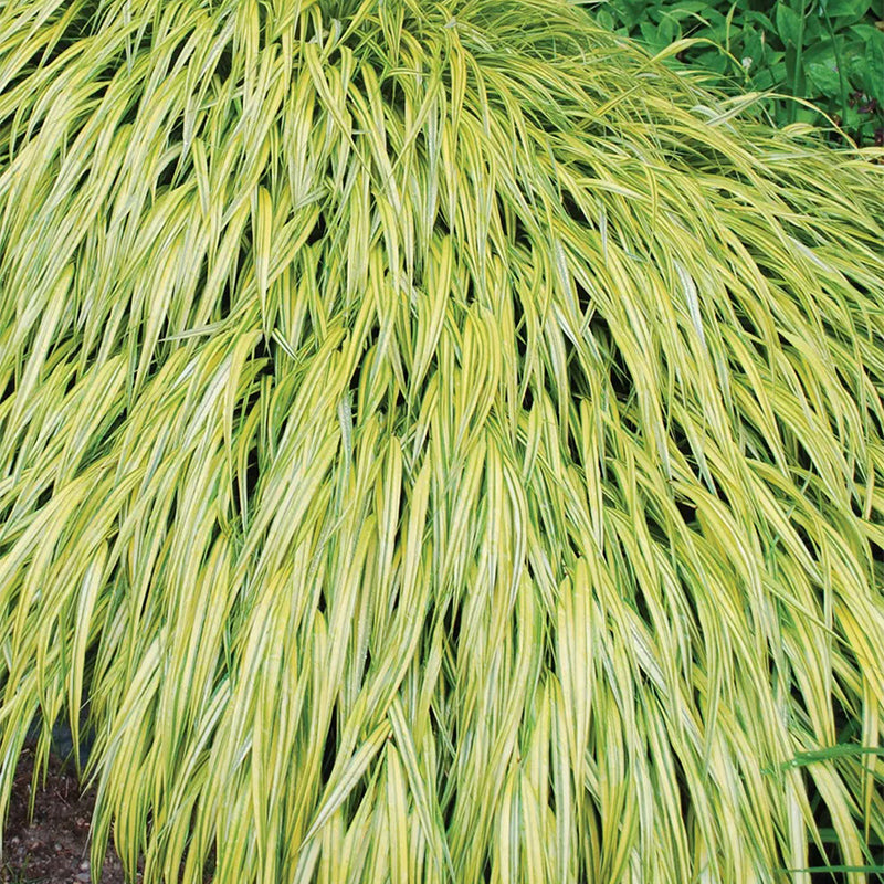 Hakonechloa, Aureola