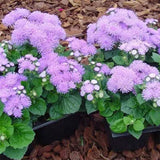 Ageratum Aloha Blue F1