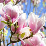 Árbol de flores de magnolia lirio Semillas de tulipán fragante de color rosa y morado Magnol Liliiflora