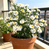 White Aster (Symphyotrichum) Seeds