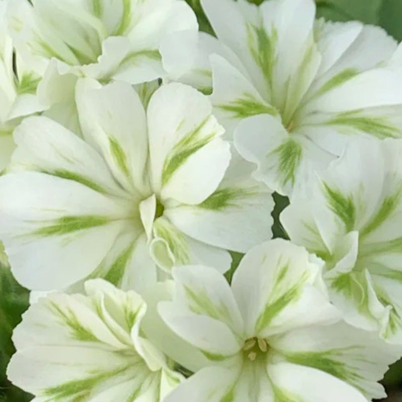 Green Phlox paniculata Seeds