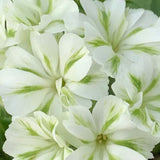 Green Phlox paniculata Seeds