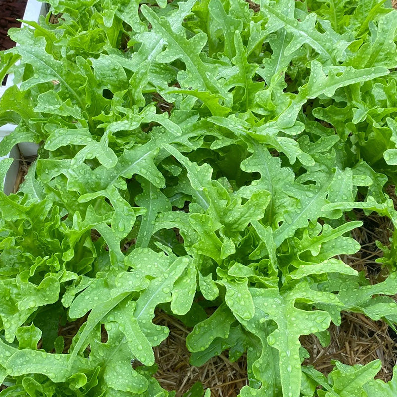 Green Oakleaf Cutting Lettuce Seeds
