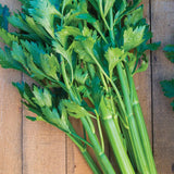 Celery, Tango Hybrid