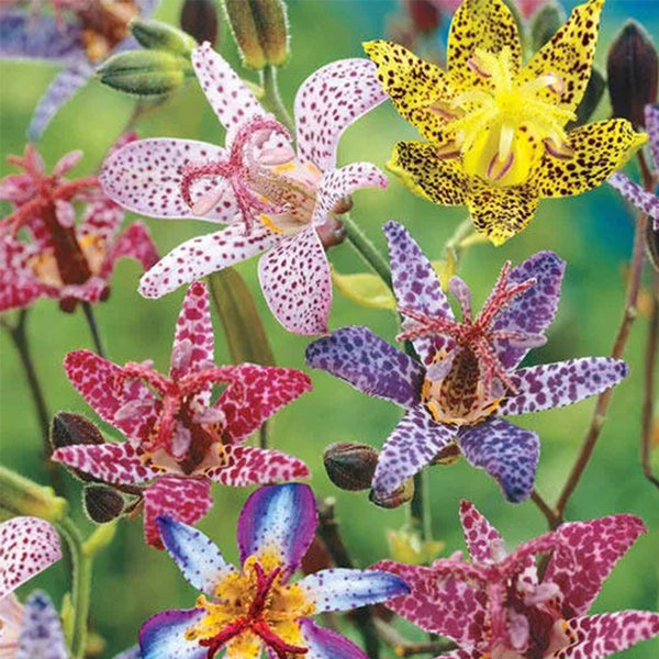 Deluxe Toad Lily Mixture