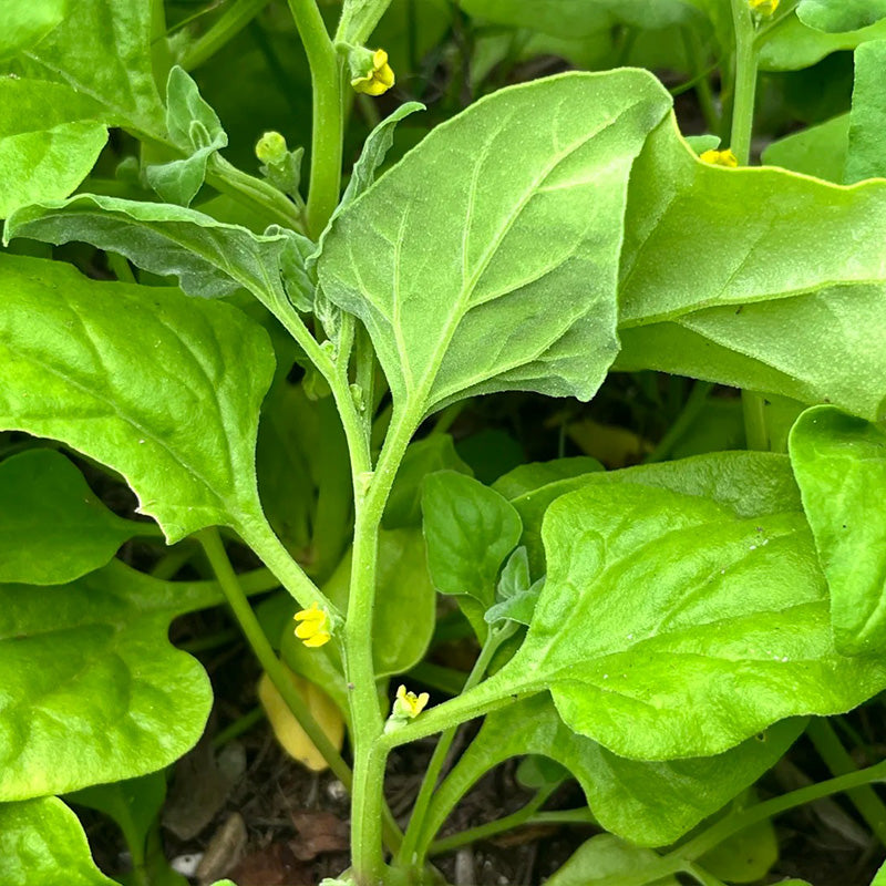 Summer-Survivor New Zealand Spinach Seeds