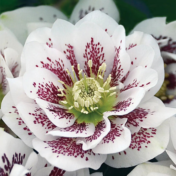 Hellebore, Wedding Party Confetti Cake