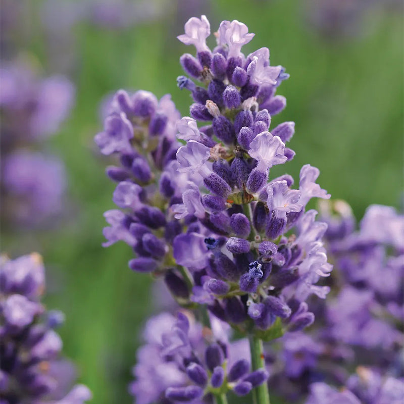 Lavanda, PPAF súper azul