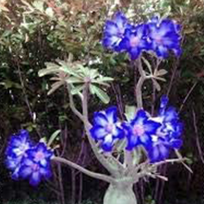 Blue White Desert Rose Adenium Flower Seeds