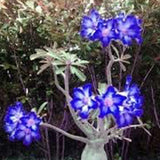 Blue White Desert Rose Adenium Flower Seeds