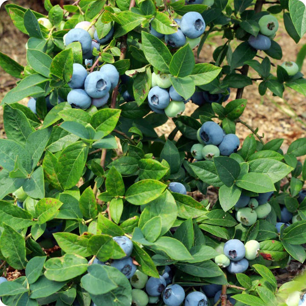 Blueberry Seeds - High-Bush Blueberry