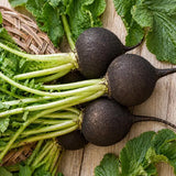Heirloom Black Spanish Radish Seeds