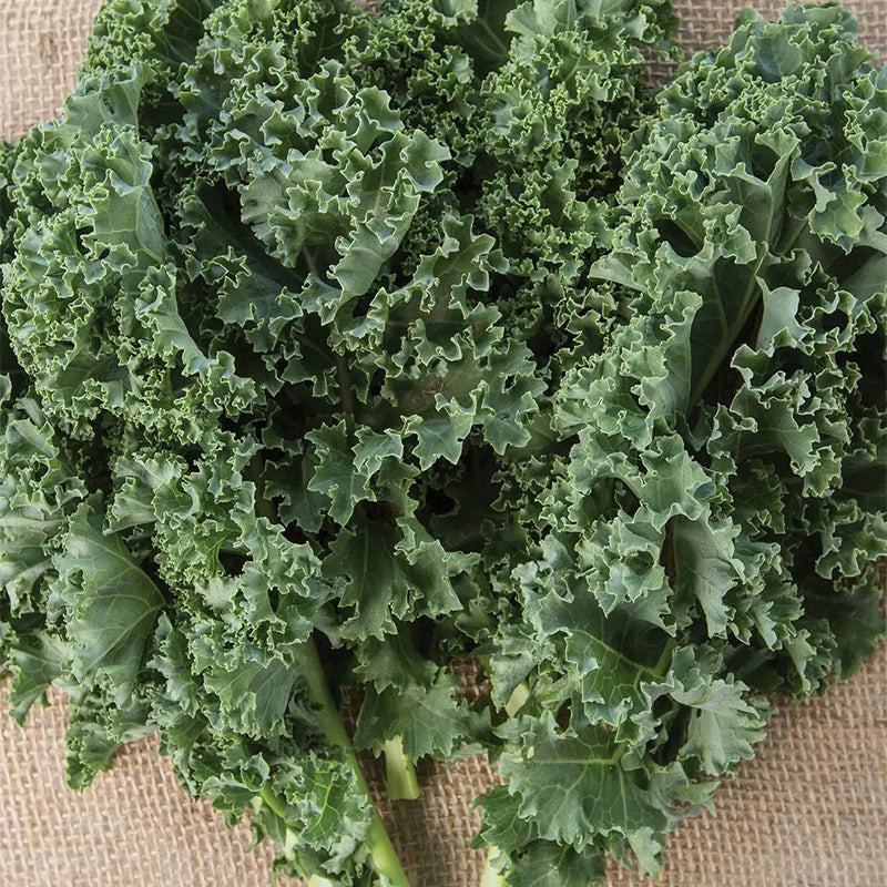 Col rizada, Prizm Híbrido